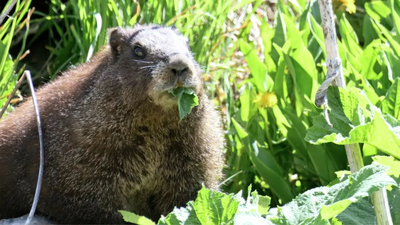 Researchers launch “OnlyMarms” after funding cuts hit marmot project